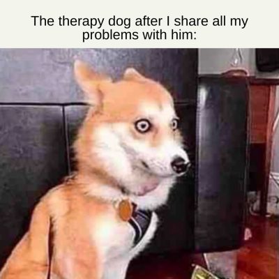 therapy dog meme